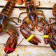 Illustration for article titled In very Boston news, $10,000 lobster theft foiled by second lobster truck